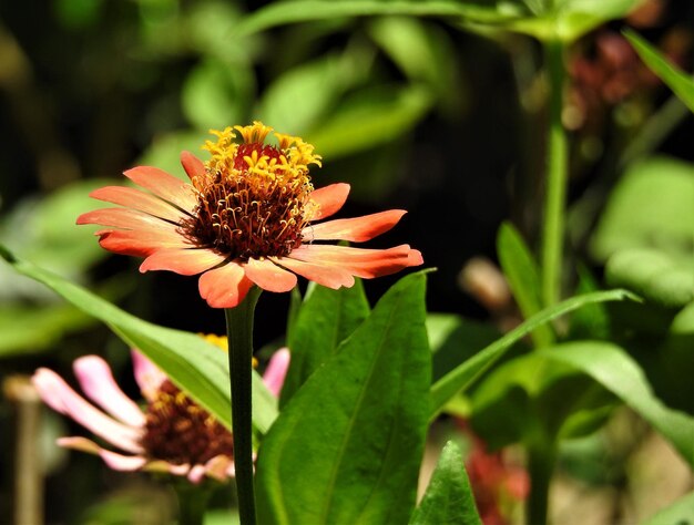 Prossimo piano di una pianta a fiori rossi