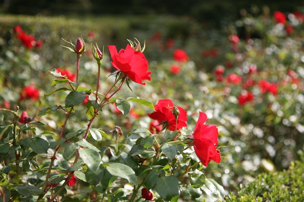 Prossimo piano di una pianta a fiori rossi