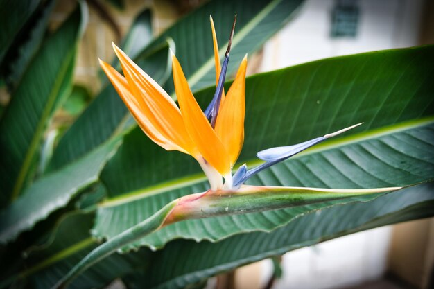 Prossimo piano di una pianta a fiori rossi