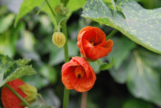 Prossimo piano di una pianta a fiori rossi