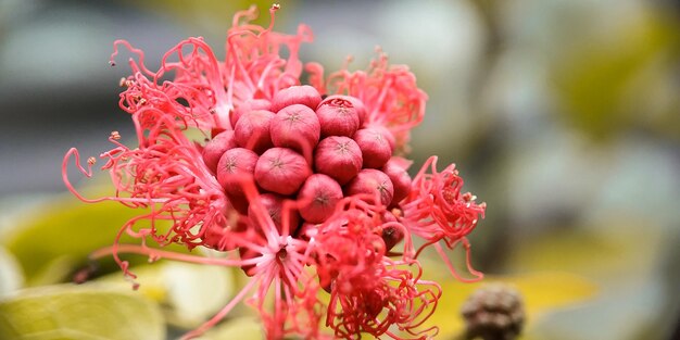 Prossimo piano di una pianta a fiori rossi