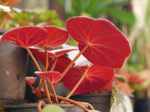 Prossimo piano di una pianta a fiori rossi