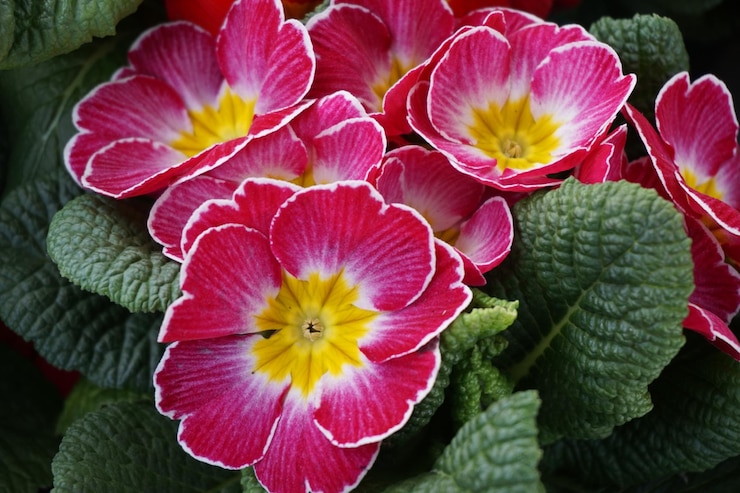 Foto prossimo piano di una pianta a fiori rossi
