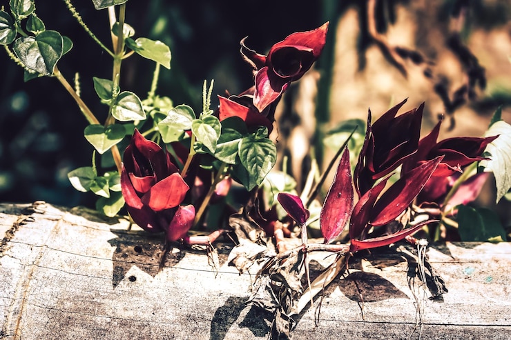 Foto prossimo piano di una pianta a fiori rossi