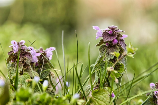 Prossimo piano di una pianta a fiori viola sul campo