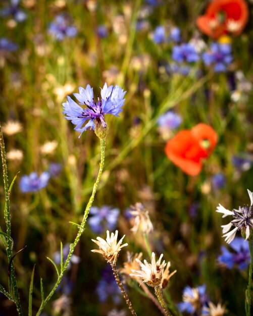 Prossimo piano di una pianta a fiori viola sul campo