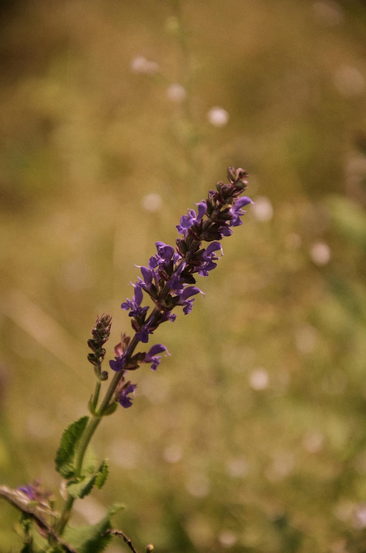 Foto prossimo piano di una pianta a fiori viola sul campo