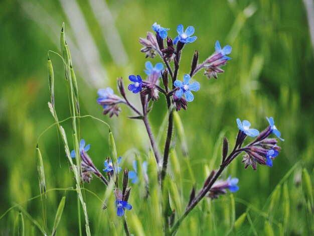 Prossimo piano di una pianta a fiori viola sul campo