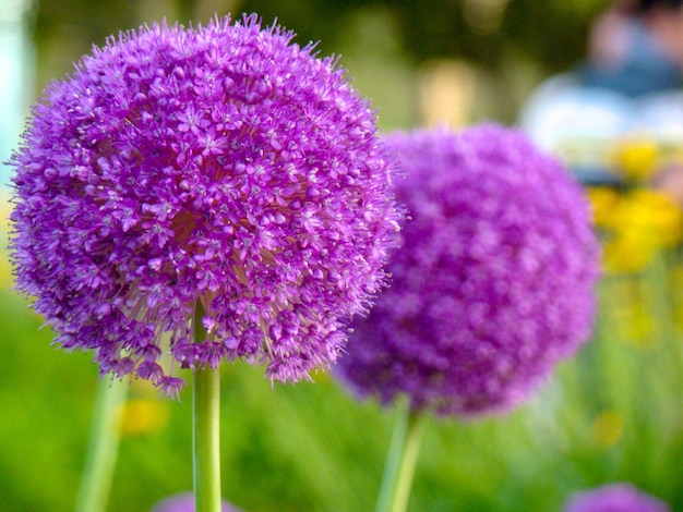 Prossimo piano di una pianta a fiori viola sul campo