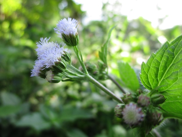 Prossimo piano di una pianta a fiori viola