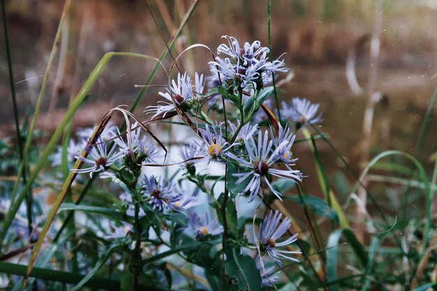 Prossimo piano di una pianta a fiori viola