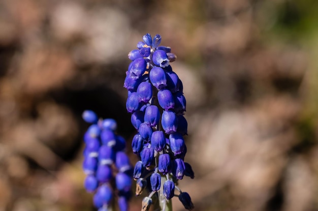 Prossimo piano di una pianta a fiori viola