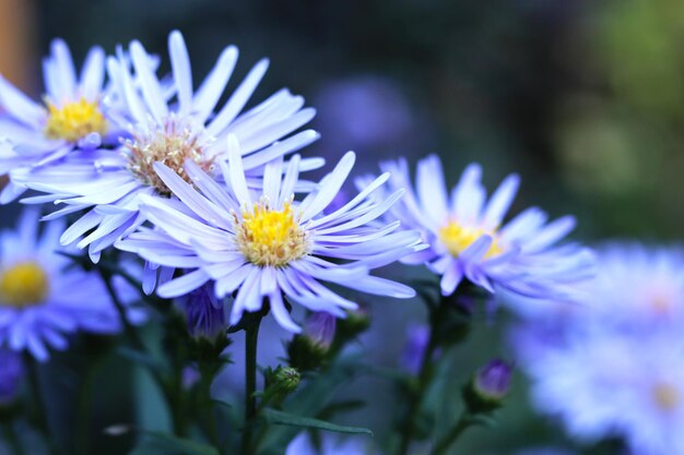 Prossimo piano di una pianta a fiori viola