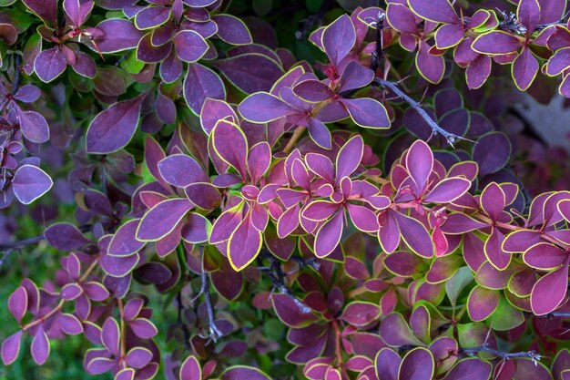 Prossimo piano di una pianta a fiori viola