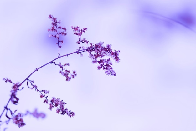 Prossimo piano di una pianta a fiori viola