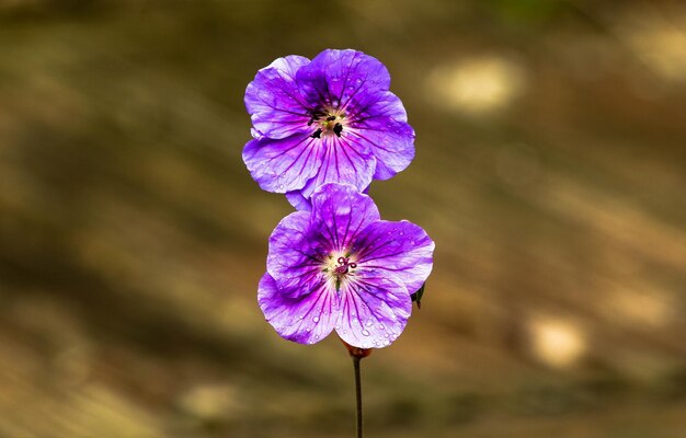 Prossimo piano di una pianta a fiori viola