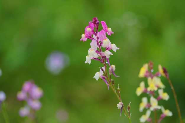 Prossimo piano di una pianta a fiori viola