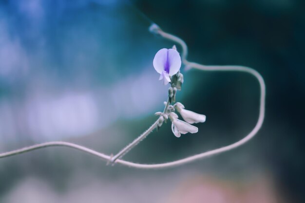 Prossimo piano di una pianta a fiori viola