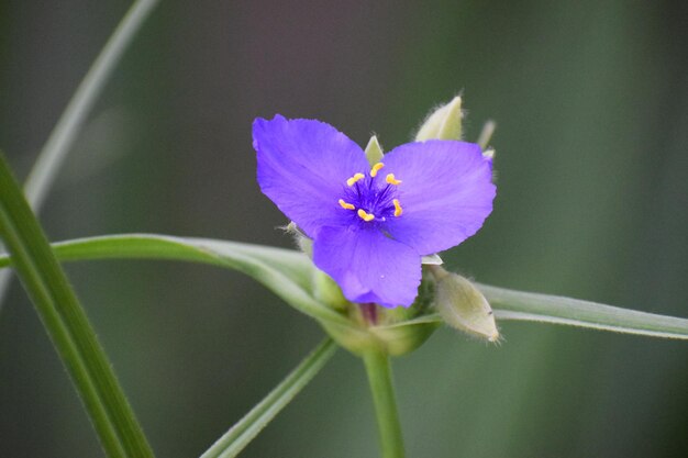 Prossimo piano di una pianta a fiori viola
