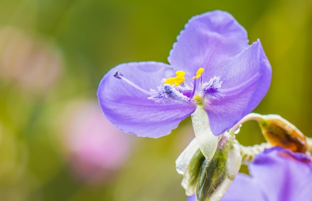 Prossimo piano di una pianta a fiori viola