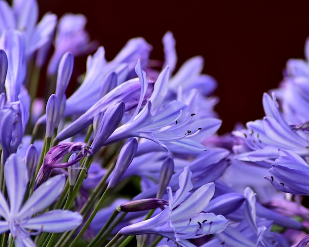 Prossimo piano di una pianta a fiori viola