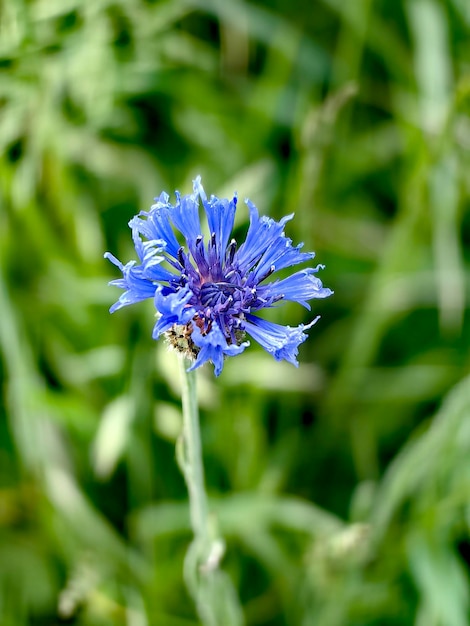 Prossimo piano di una pianta a fiori viola