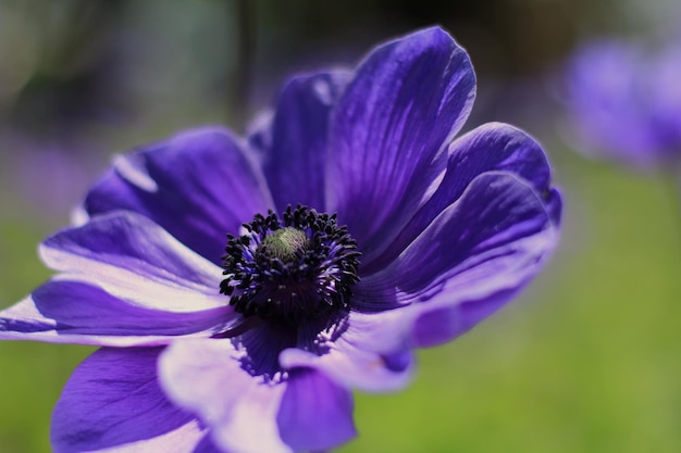 Prossimo piano di una pianta a fiori viola