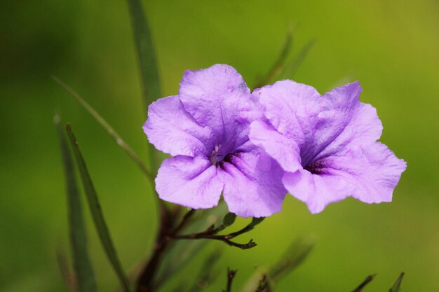 Prossimo piano di una pianta a fiori viola