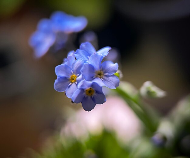 Prossimo piano di una pianta a fiori viola