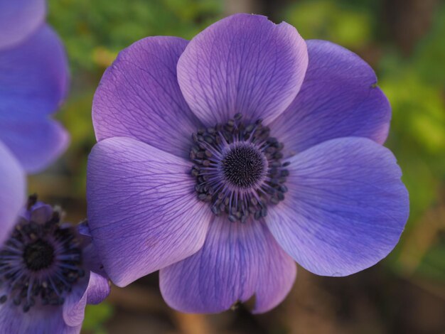 Prossimo piano di una pianta a fiori viola