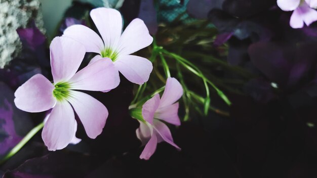 Prossimo piano di una pianta a fiori viola