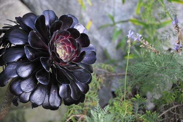 Prossimo piano di una pianta a fiori viola