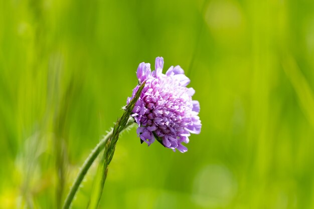 Prossimo piano di una pianta a fiori viola