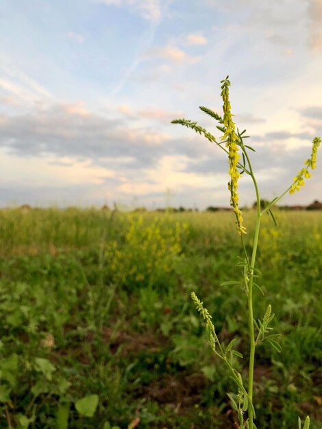 Prossimo piano di una pianta che cresce sul campo contro il cielo