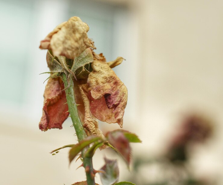Foto prossimo piano di una pianta da fiore appassita