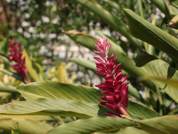 Prossimo piano di una pianta da fiore che cresce all'aperto