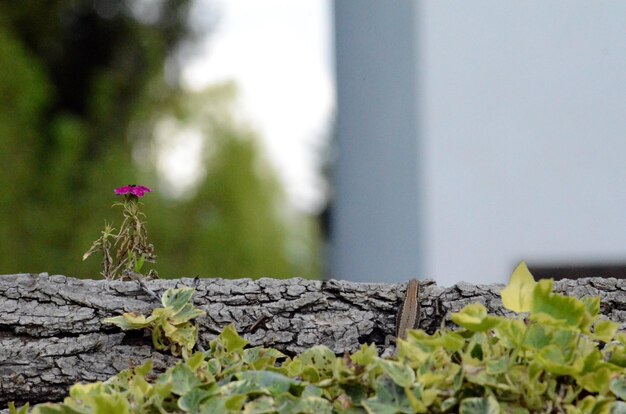 Prossimo piano di una pianta da fiore contro la parete