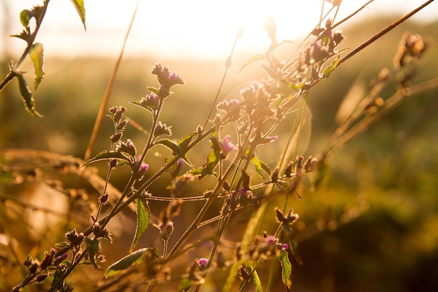 Prossimo piano di una pianta da fiore sul campo