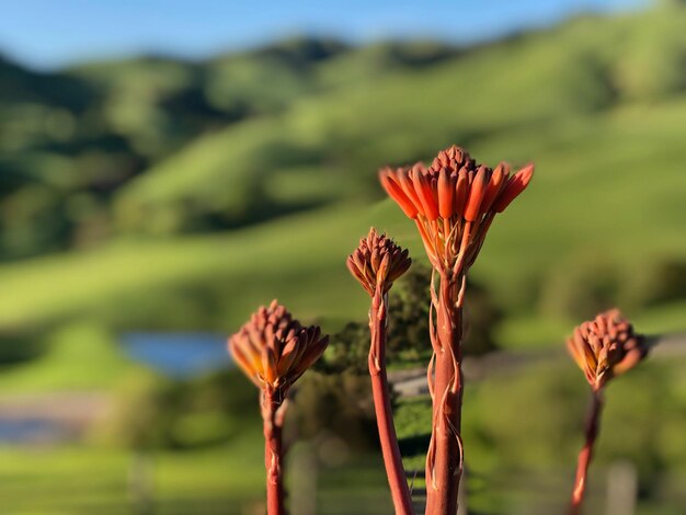 Prossimo piano di una pianta da fiore sul campo