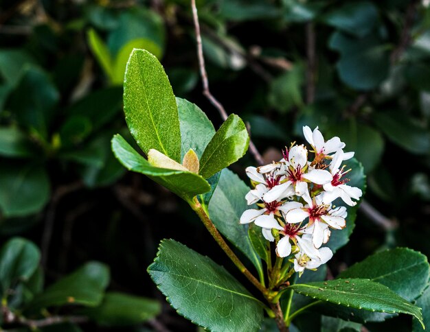 Prossimo piano di una pianta da fiore