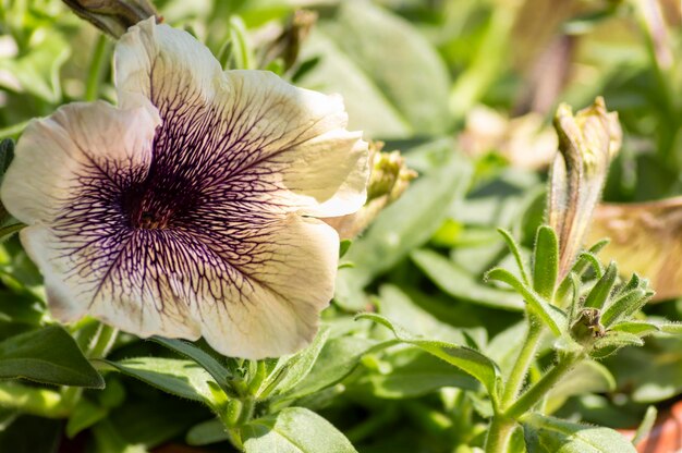 Prossimo piano di una pianta da fiore