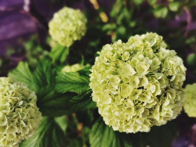 Prossimo piano di una pianta da fiore