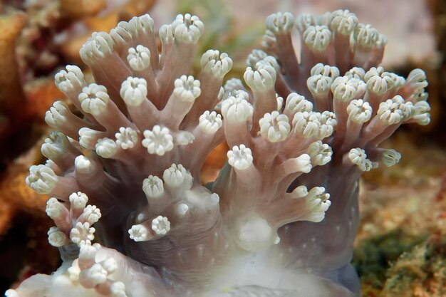 Prossimo piano di una pianta da fiore