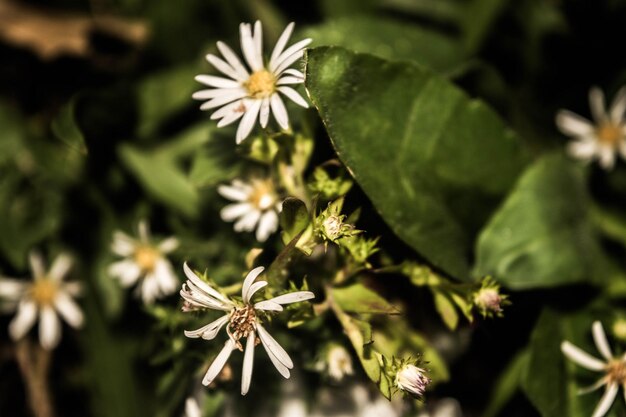 Prossimo piano di una pianta da fiore