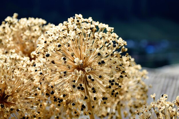 Prossimo piano di una pianta da fiore