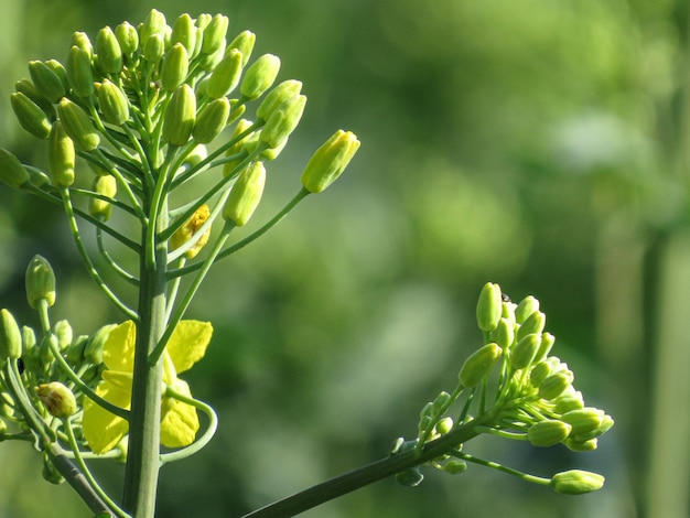 Prossimo piano di una pianta da fiore