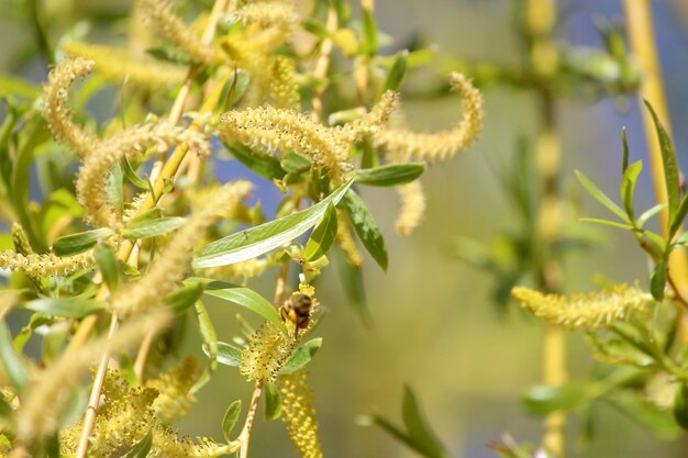 Prossimo piano di una pianta da fiore