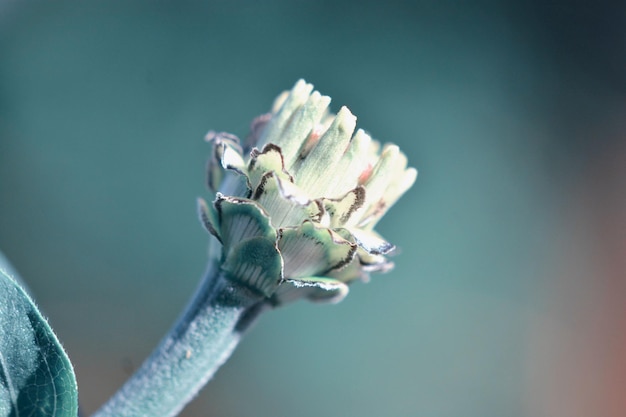 Prossimo piano di una pianta da fiore