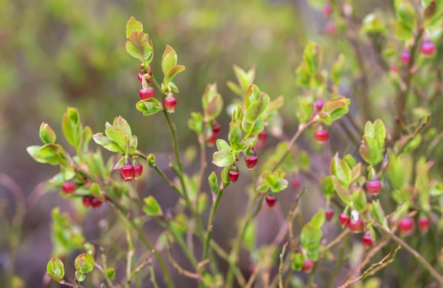 Prossimo piano di una pianta da fiore