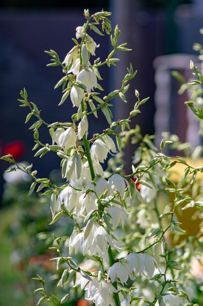 Prossimo piano di una pianta da fiore